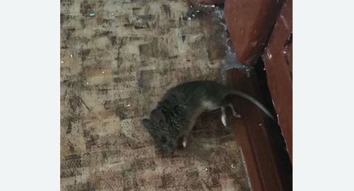 Дезинфекция от мышей в Коптево города Москвы