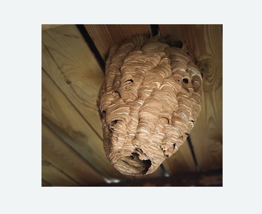 обработка от шершней в Коптево города Москвы