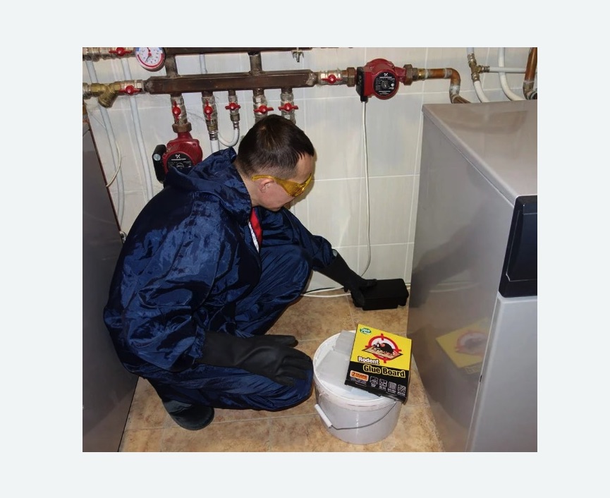 Уничтожение крыс в Коптево города Москвы