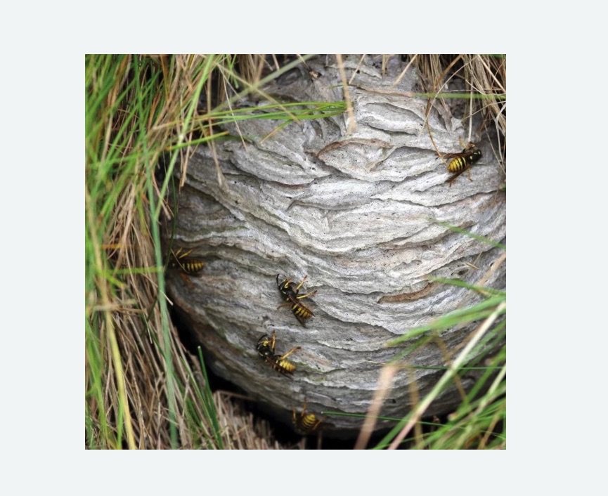 Уничтожение ос и ульев в Коптево города Москвы